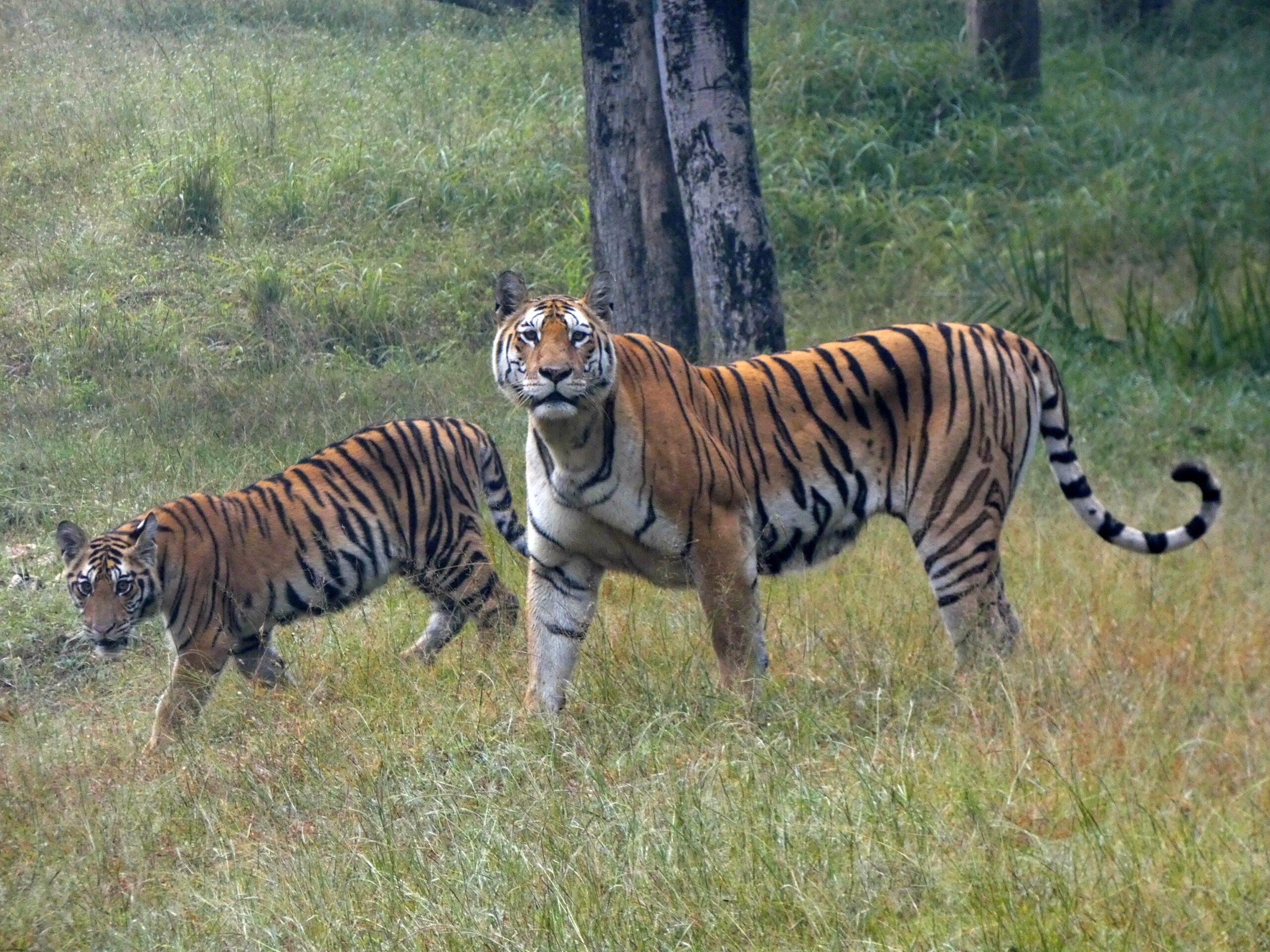 Bengal Tigers bounce back rapidly in Nepal