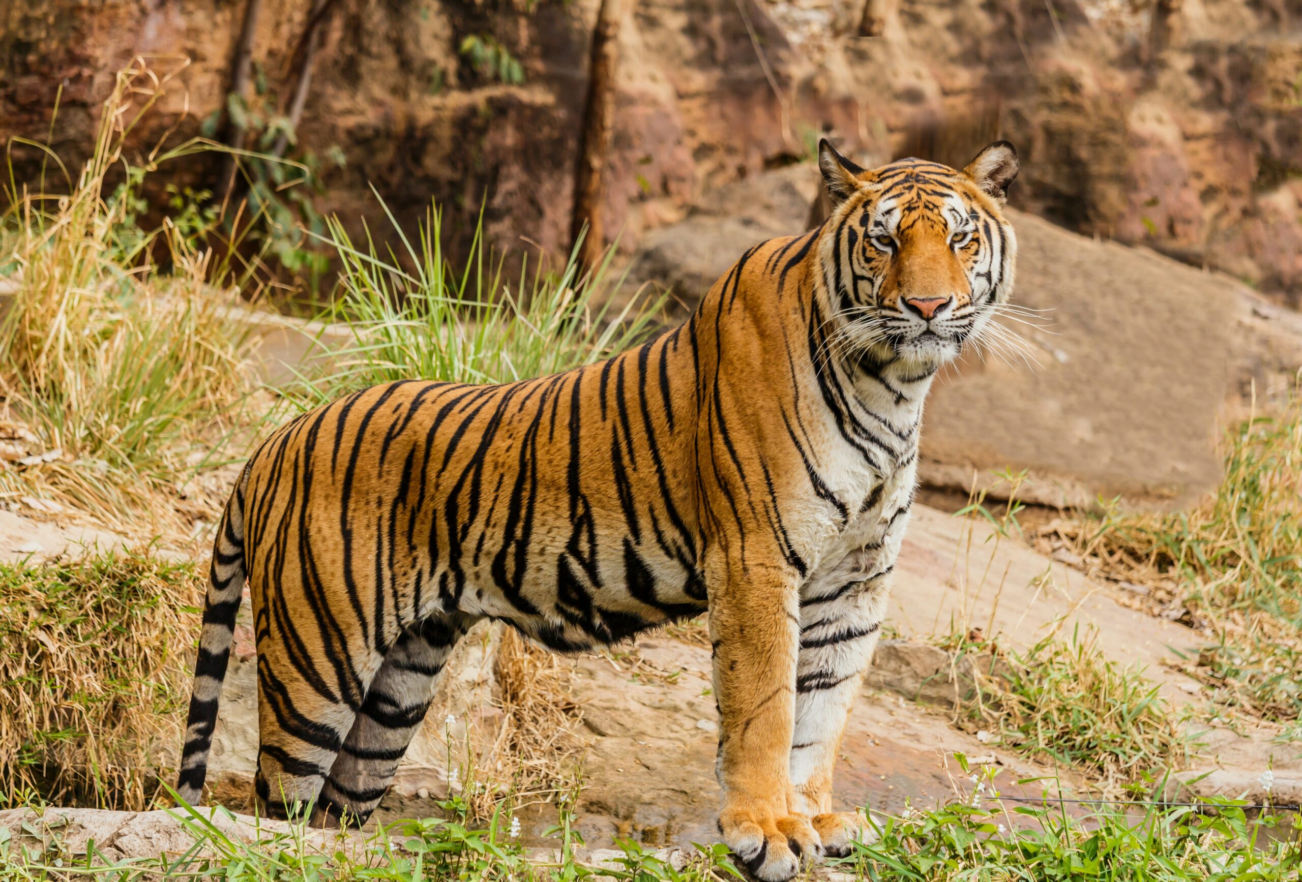 Close Up Portraits of roaring Bengal Tiger. Digital artwork Stock