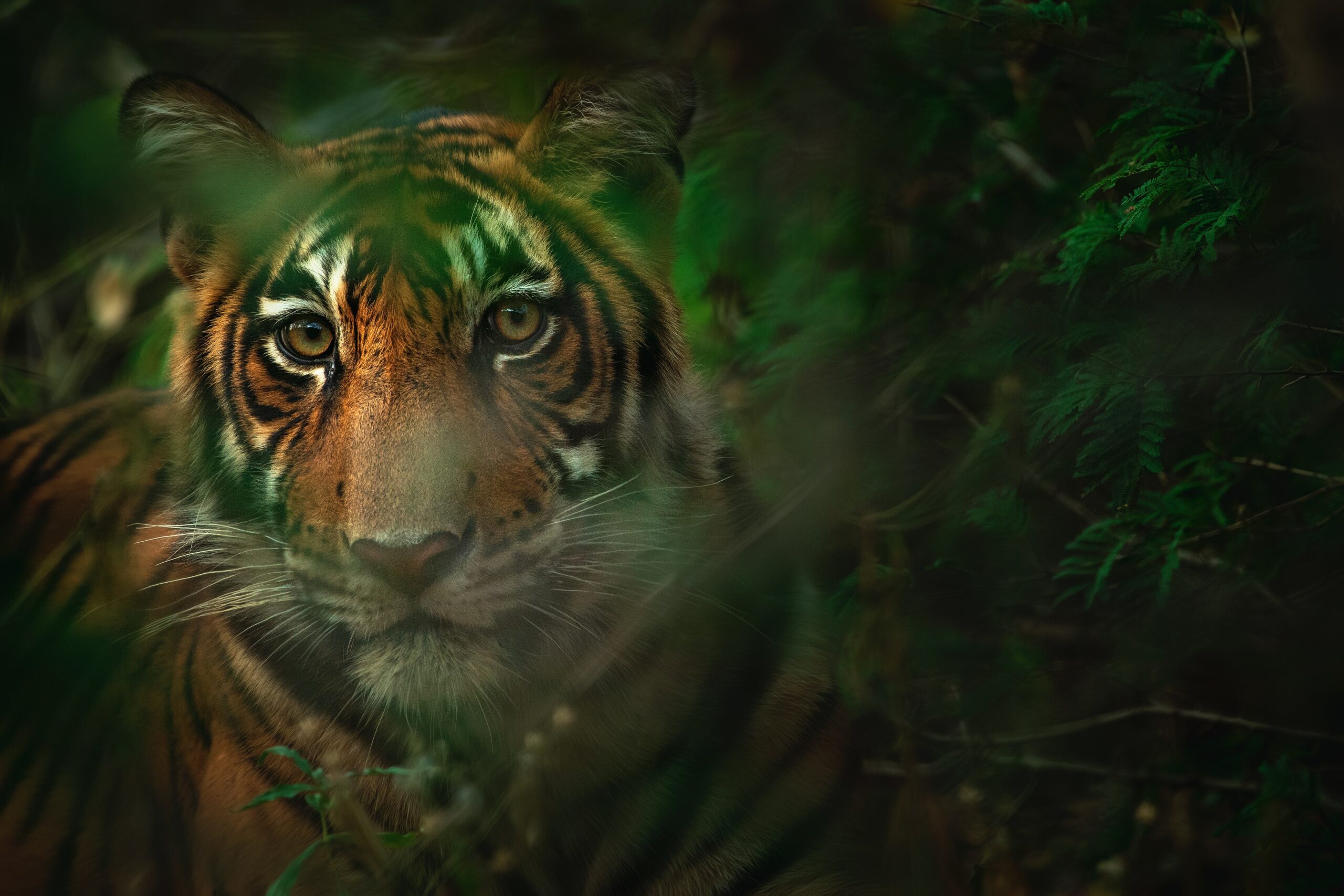 In pictures: The four faces of the Bengal tiger, Environment