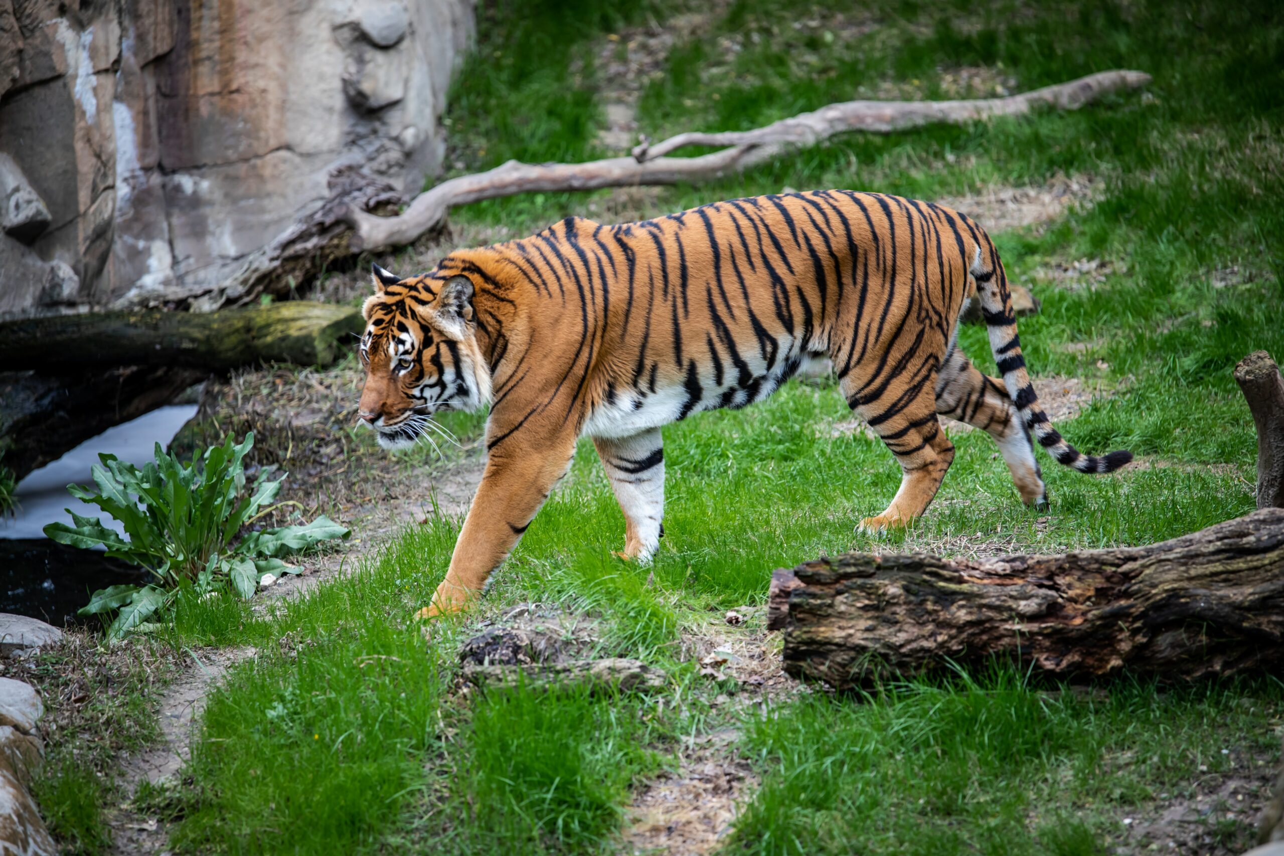 White Bengal tiger cubs unveiled at White Zoo in Austria, The Independent