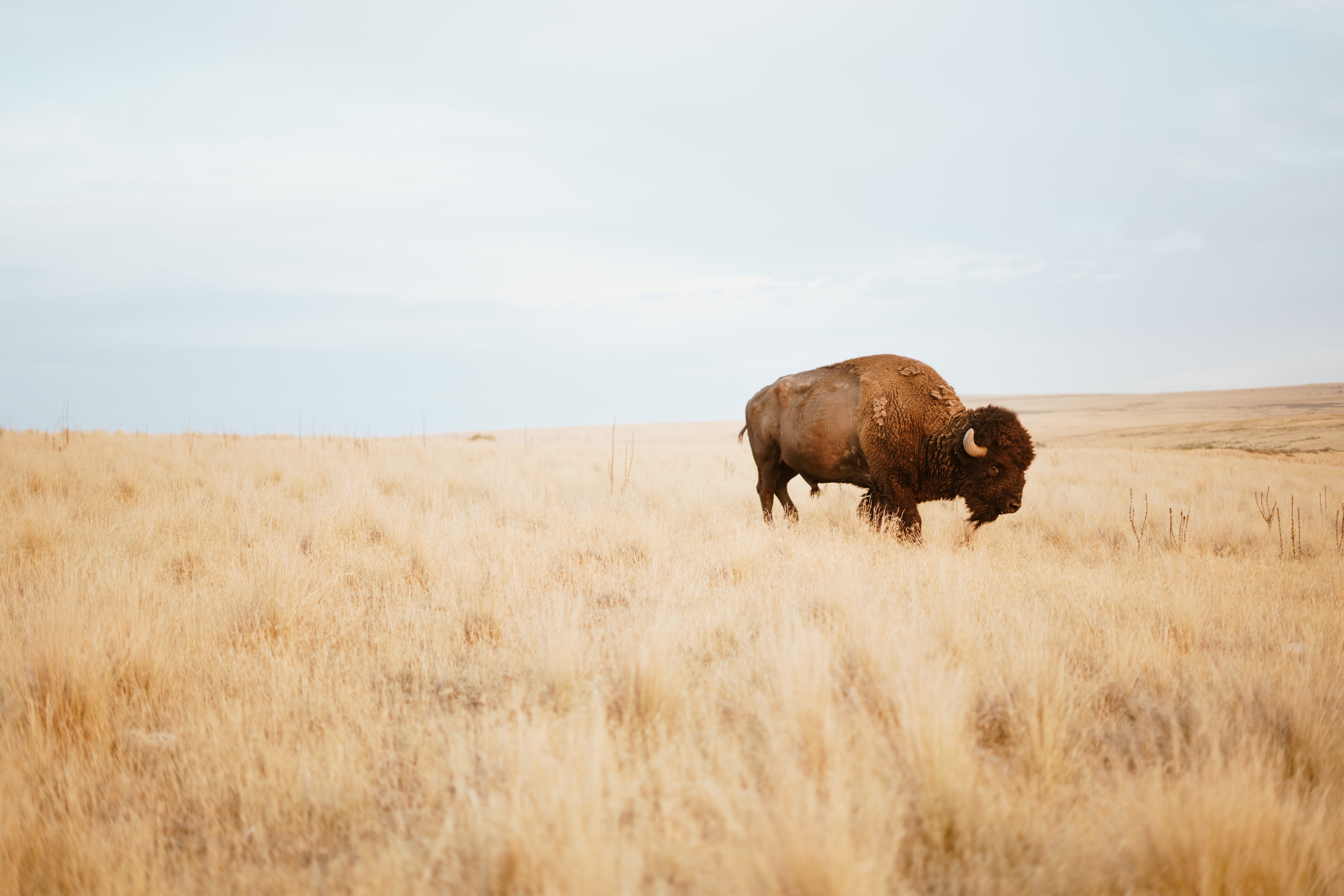 Image of bison in field.