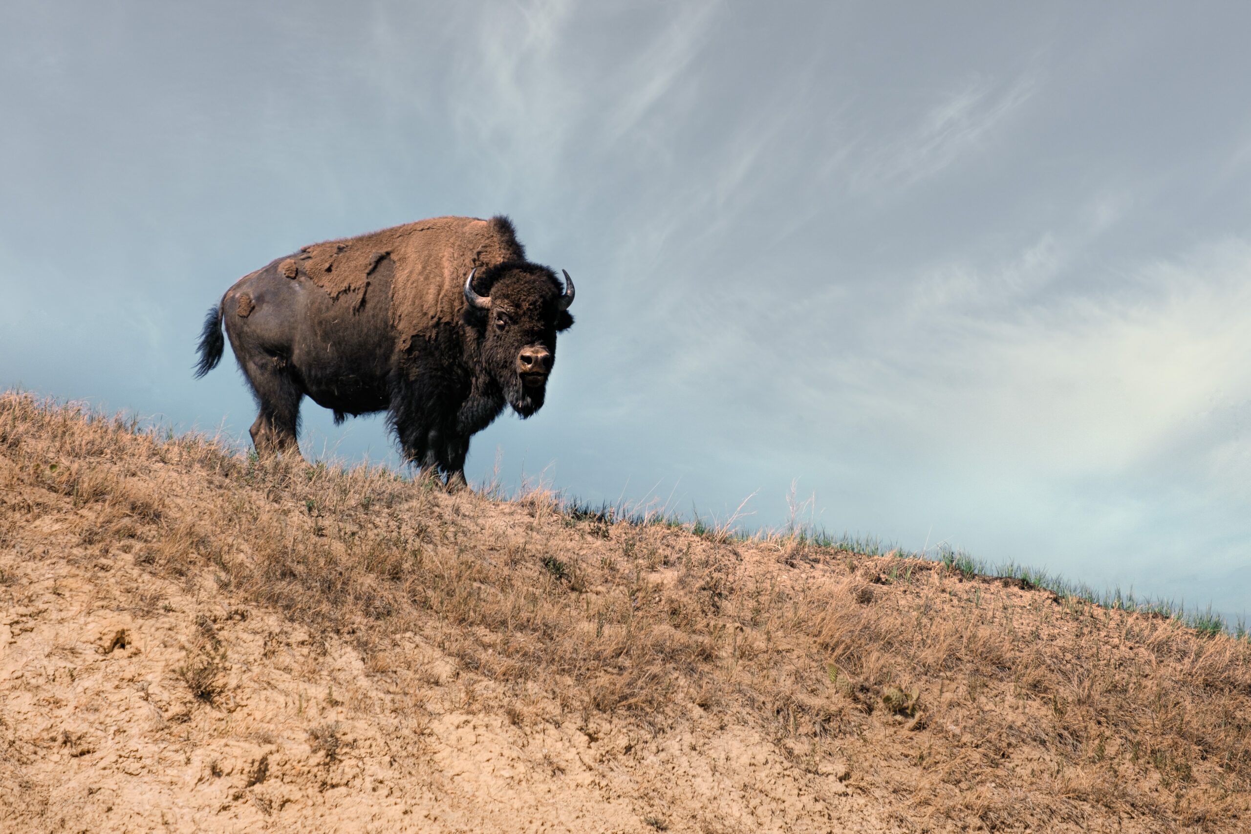 Image of bison on top of a hill, facing the camera.