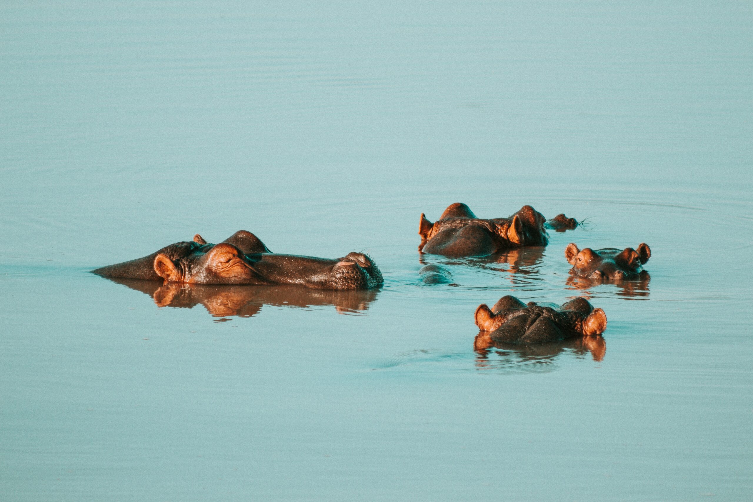 Family of hippos floating in the ocean.