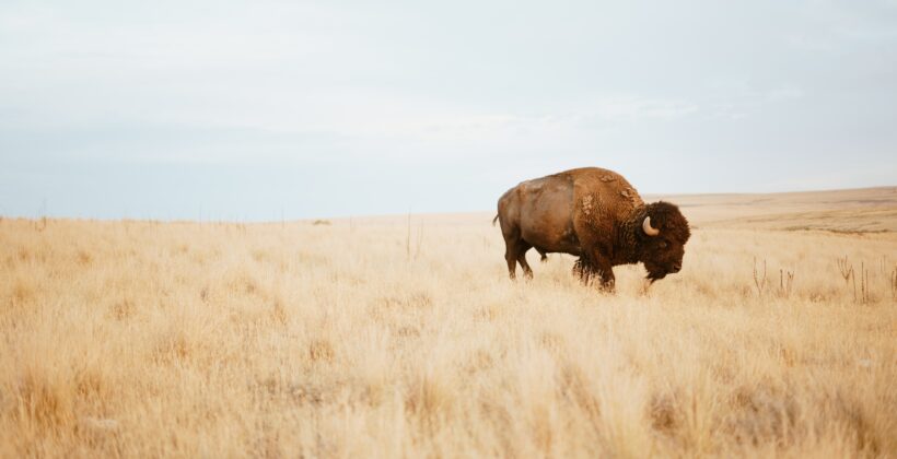 Image of bison in field.